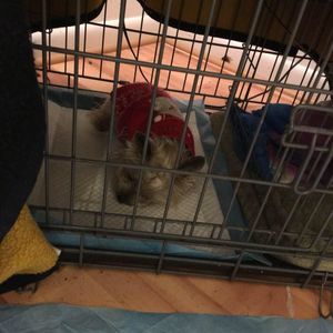 Meet your Posher, Arlene